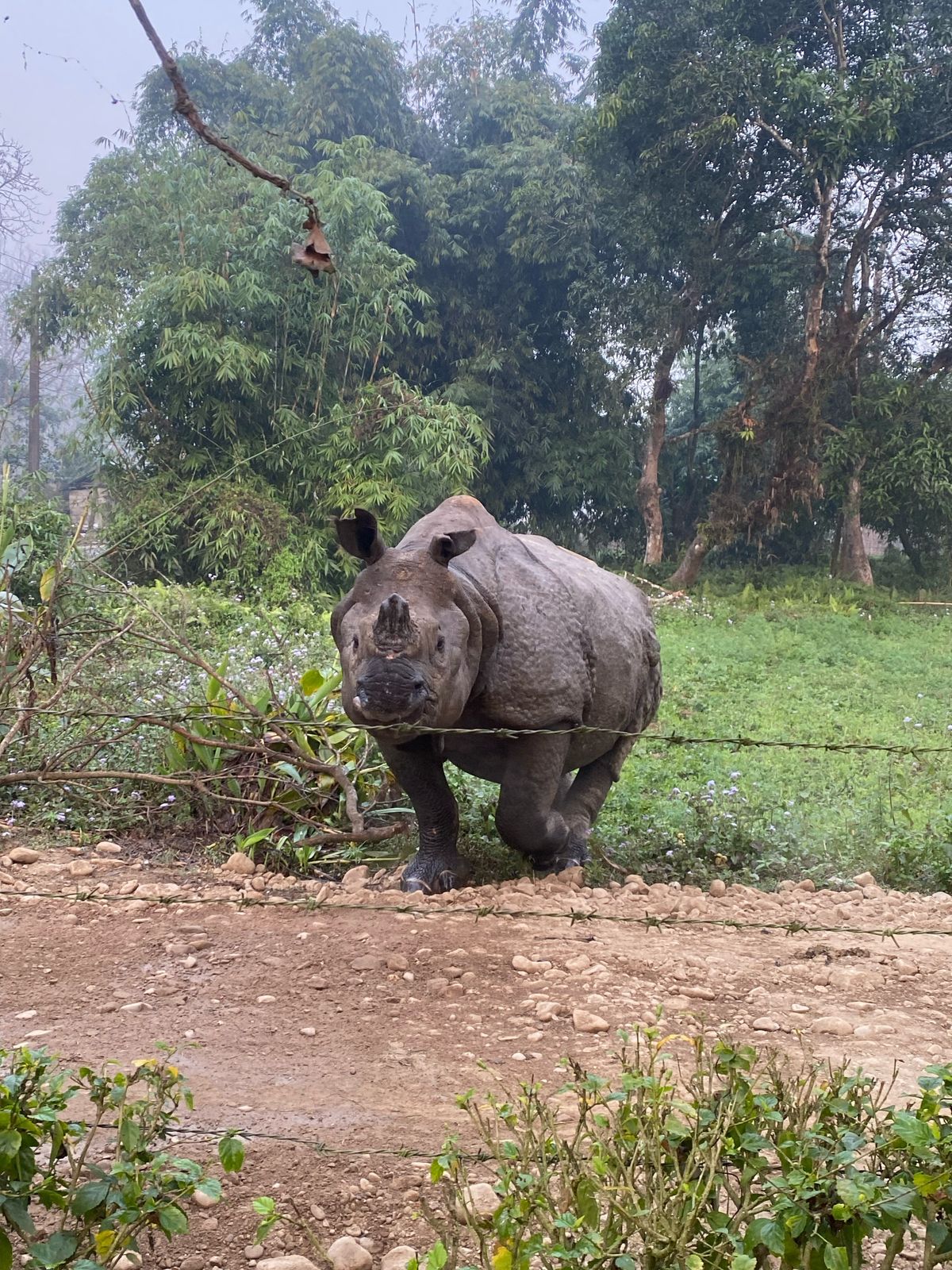 Nashorn